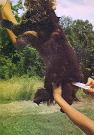 Cat Medicine and Dog Medicine Image